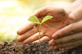 XI domenica tempo ordinario - anno B